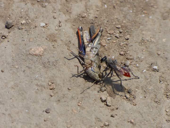Colinas de Lúcumo - Imagen 35