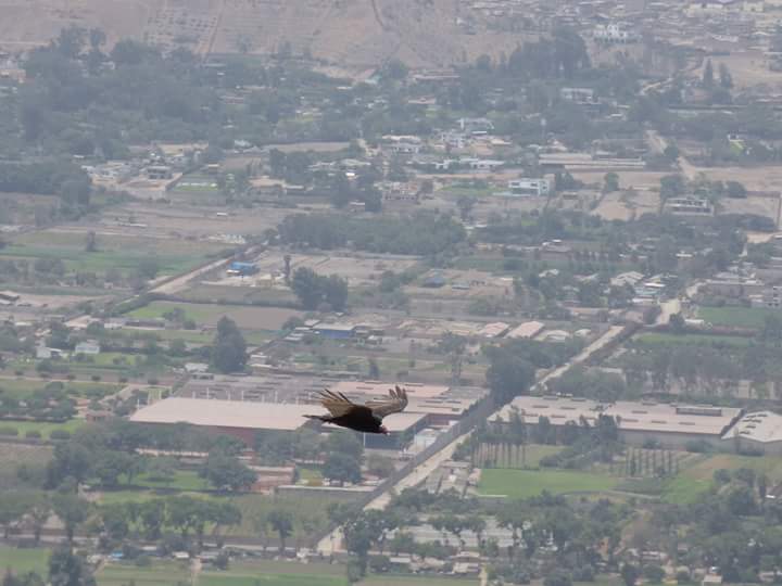 Colinas de Lúcumo - Imagen 34