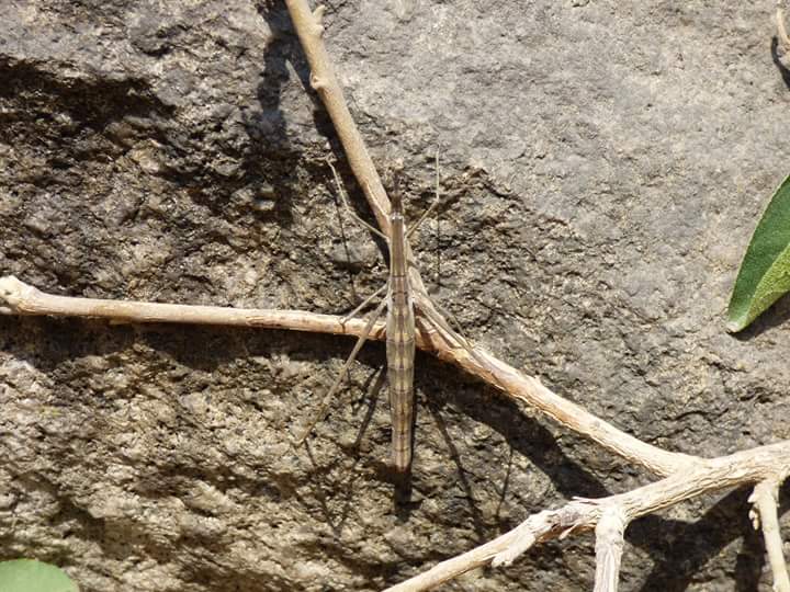 Colinas de Lúcumo - Imagen 49