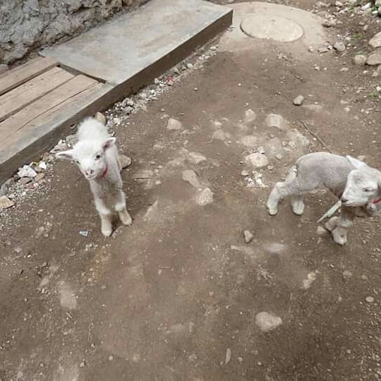 O Paraíso Andino - Imagen 23