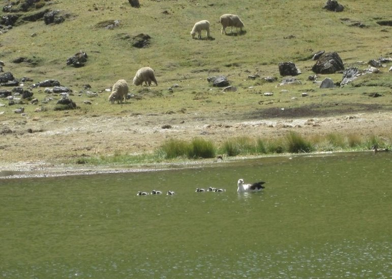 Caminhada até a Laguna Ancascocha