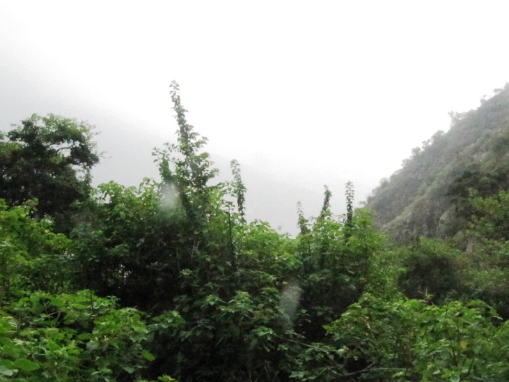 Explorando a Floresta de Zarate - Imagen 5