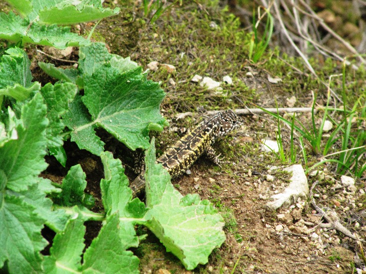 Explorando a Floresta de Zarate - Imagen 6