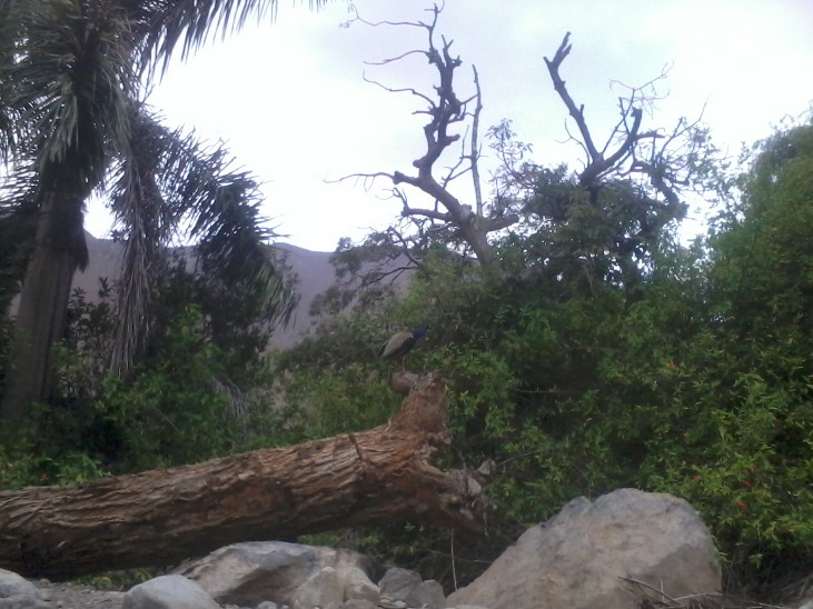 San Miguel de Acos - Imagen 10