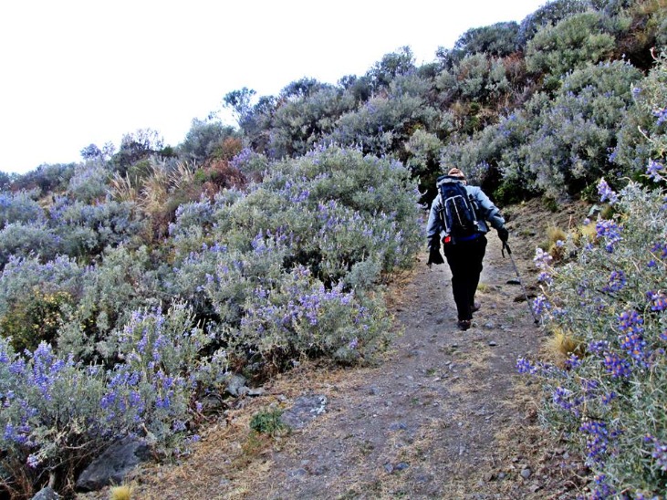 ABRA PISCHA - Imagen 6