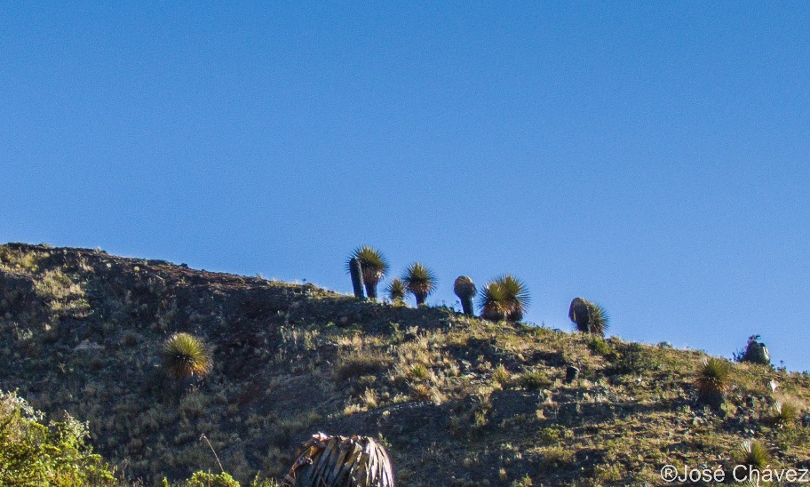 Floresta de Puyas Maquerhua