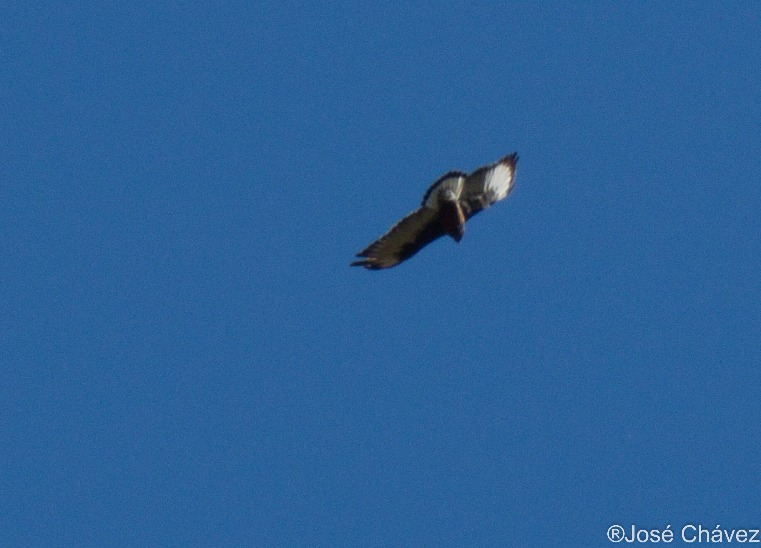 Floresta de Puyas Maquerhua - Imagen 3