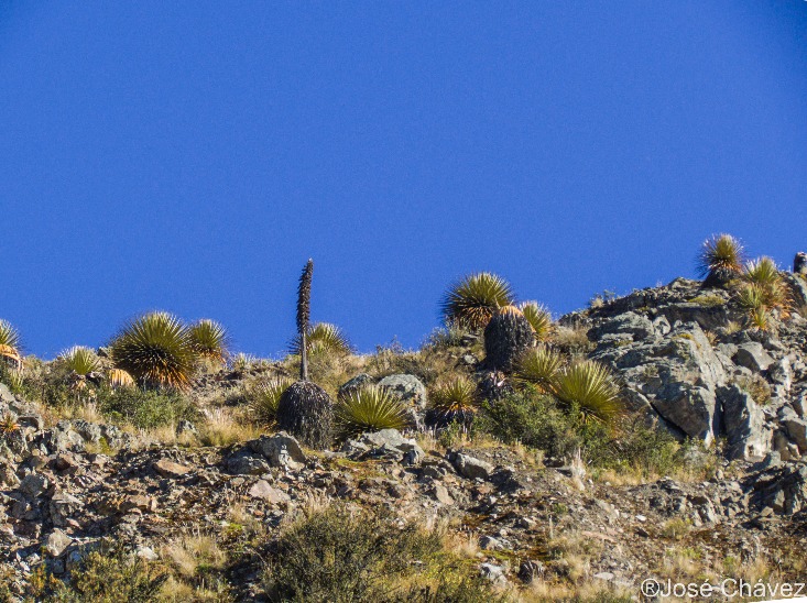 Floresta de Puyas Maquerhua - Imagen 6