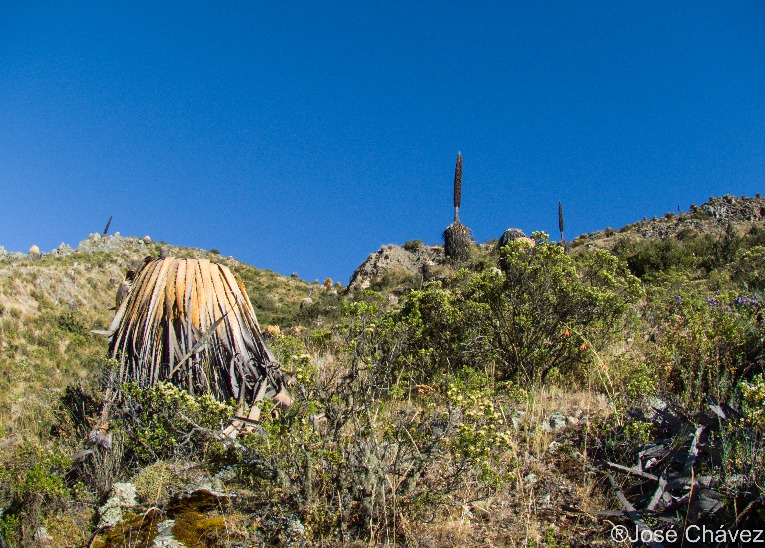 Floresta de Puyas Maquerhua - Imagen 7
