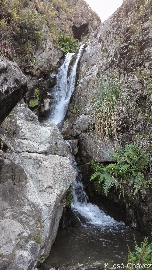 Floresta de Puyas Maquerhua - Imagen 9