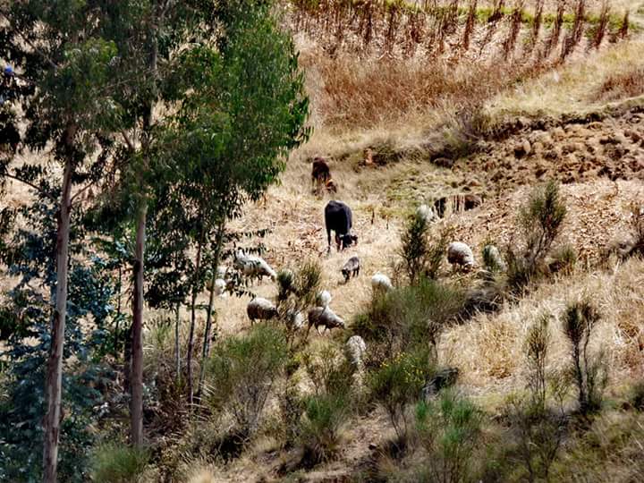 Torre Torre - Imagen 22