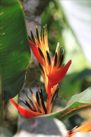 Cruzeiro de aventura pela Amazônia no Peru - Imagen 8