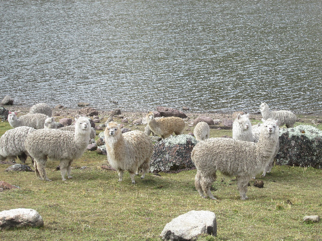 Trekking nas lagoas de Razuhuillca - Imagen 3
