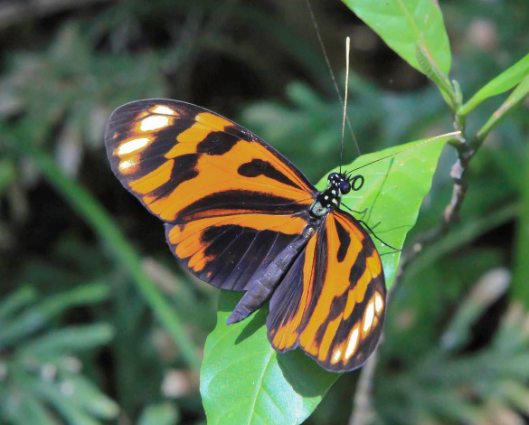 Cruzeiro de aventura pela Amazônia no Peru - Imagen 9