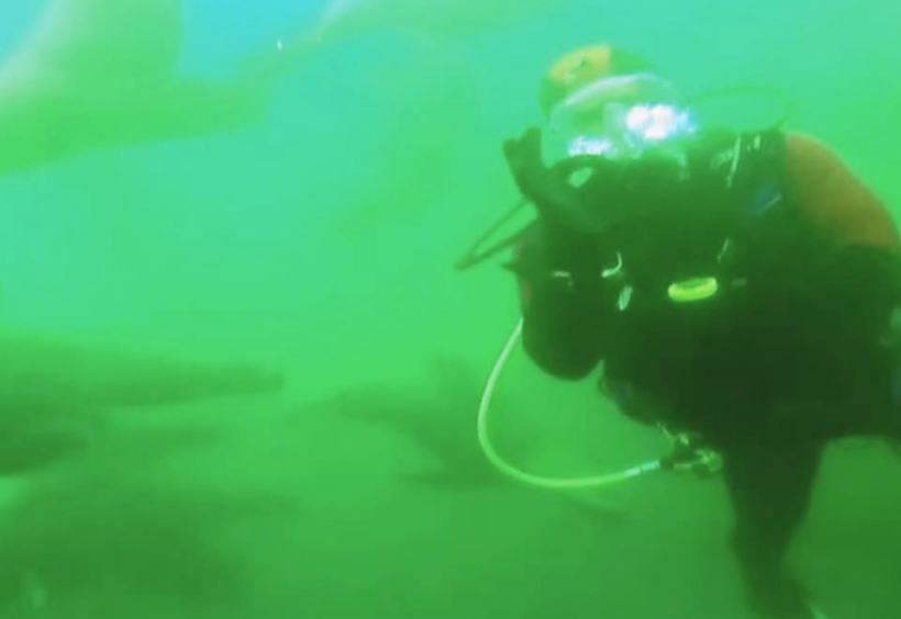 Mergulho nas Ilhas Palomino